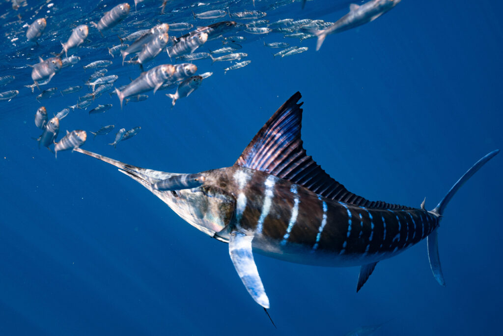 Striped-Marlin Messico Baja California, Messico