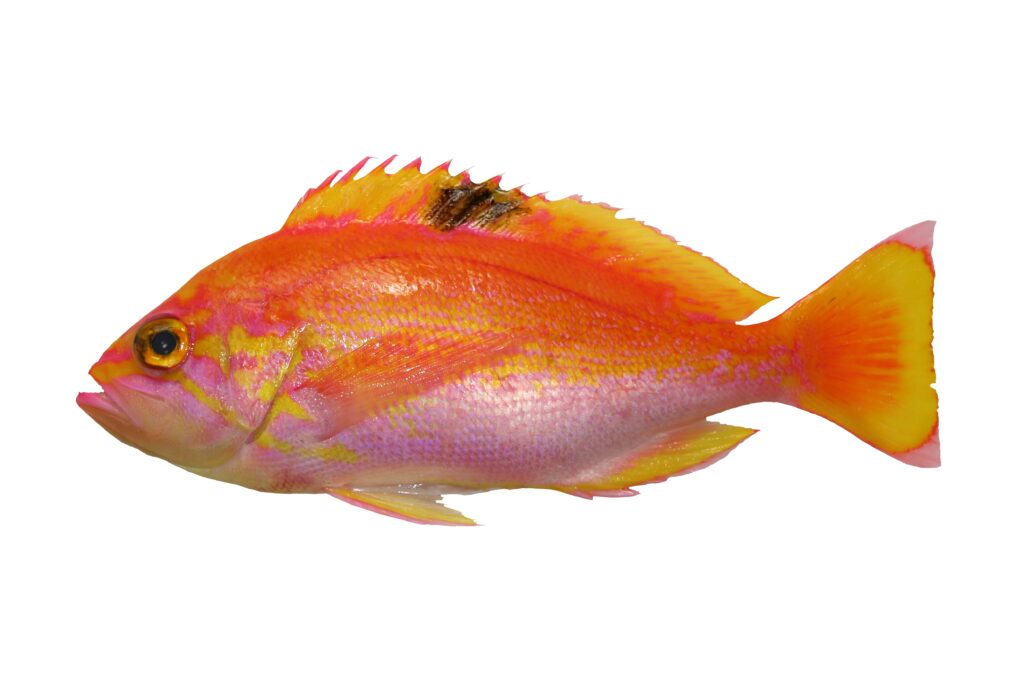 Pesci d'acqua salata colorati, corpo di pesce rosa maomao (Akaisaki) ritagliato fotografia.