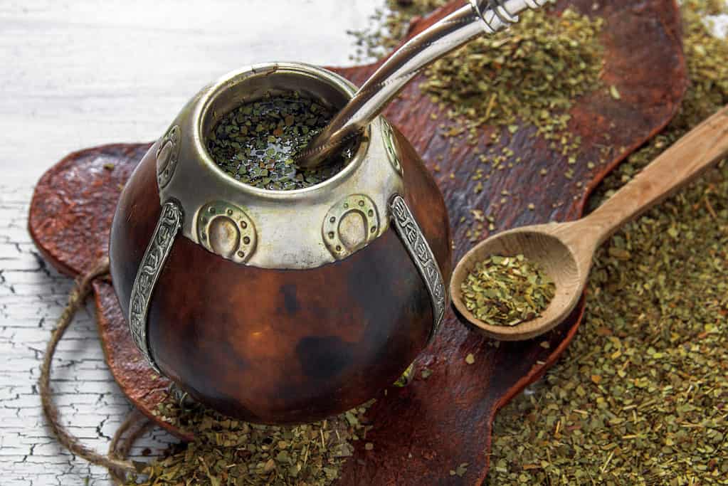 Pianta di yerba mate essiccata per il tè