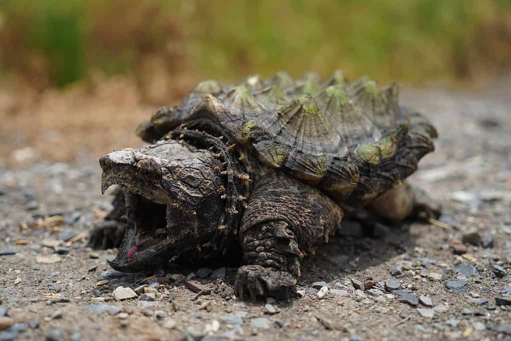 Tartaruga azzannatrice alligatore Macrochelys temminckii