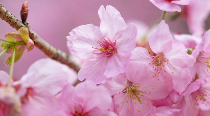 Fiori di ciliegio in Ohio: quando fioriscono e dove vederli
