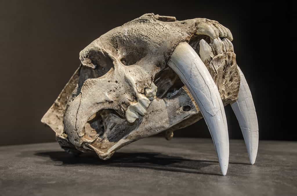 Teschio di tigre dai denti a sciabola.  con lunghi denti anteriori bianchi.