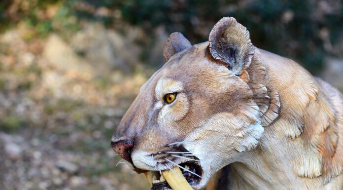 Estinzione della tigre dai denti a sciabola: quando è successo?
