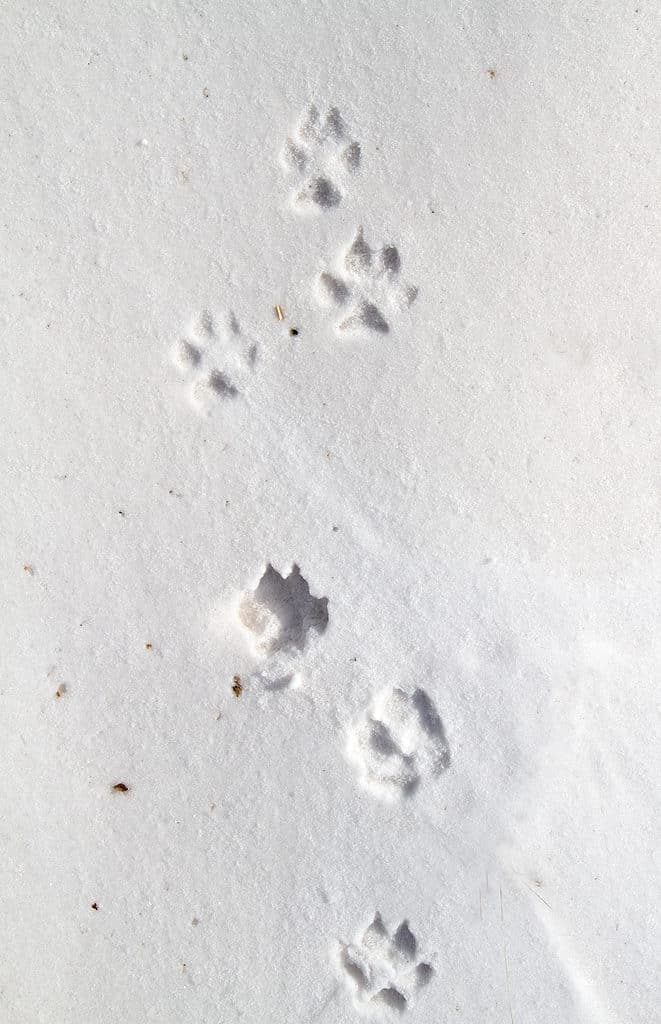 Tracce di volpe rossa nella neve