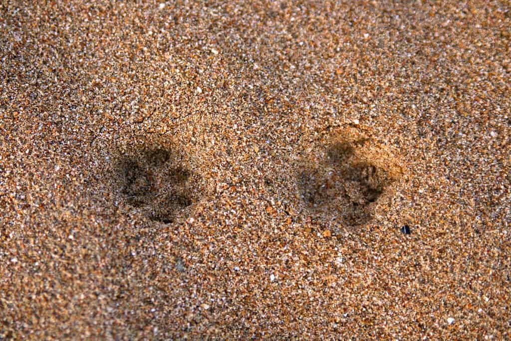 Tracce di volpe rossa nella sabbia