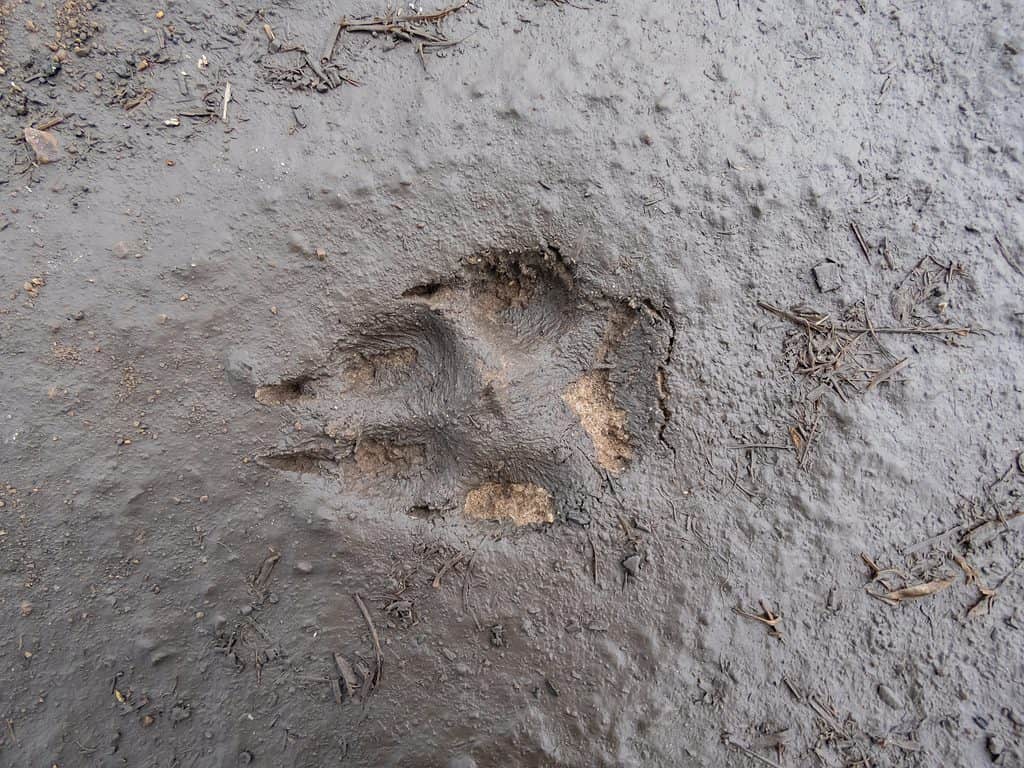 La traccia di una volpe rossa nel fango