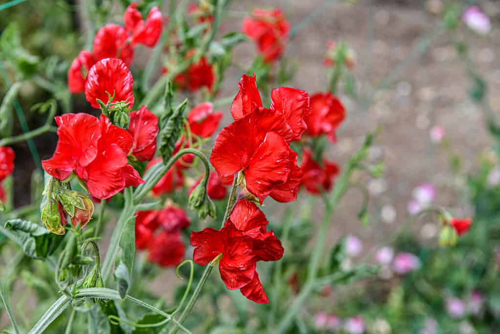 piselli dolci una varietà colorata di petali di fiori che fioriscono nel giardino