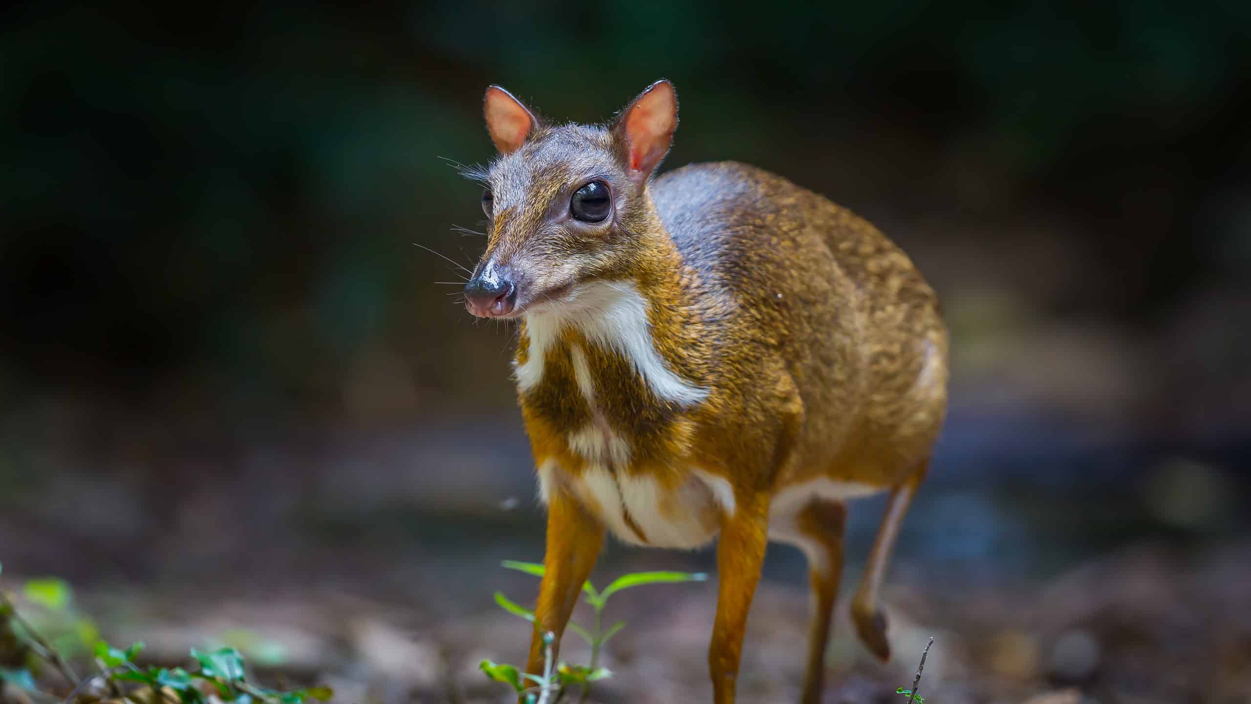 Topo-cervo (Chevrotain) 4