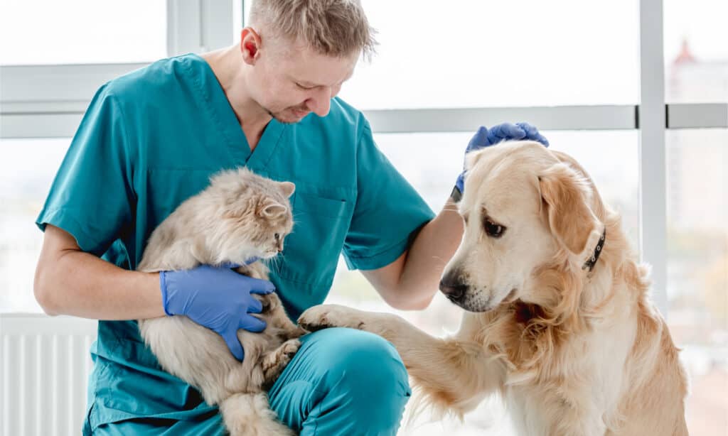 Il golden retriever sembra preoccupato mentre il veterinario tiene in braccio un gatto a pelo lungo