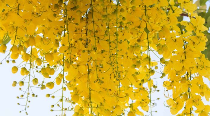 Scopri il fiore nazionale della Thailandia: Cassia Fistula Linn
