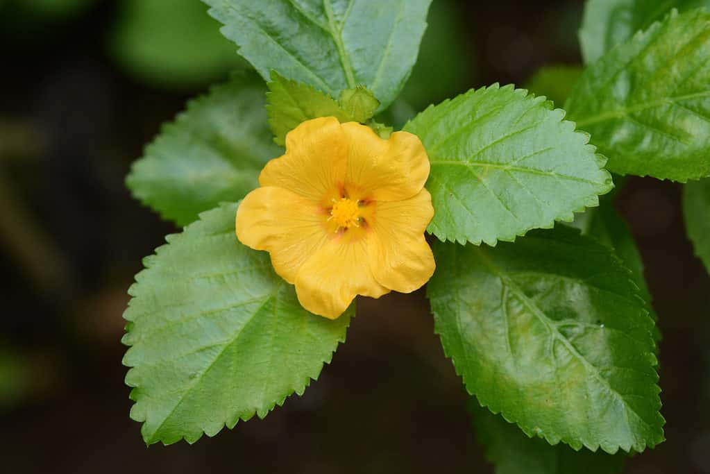 Fiore di lei hawaiano reale Ilima (Sida fallax)