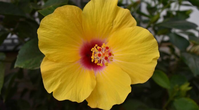 Scopri l'ibisco giallo: il fiore ufficiale dello stato delle Hawaii
