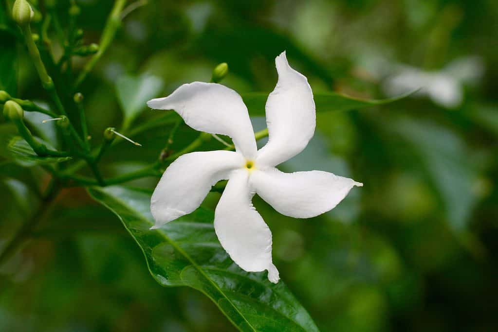Gelsomino stellato (Trachelospermum jasminoides)