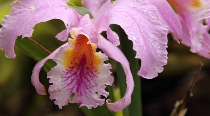 Orchidea Cattleya Trianae: il fiore nazionale della Colombia
