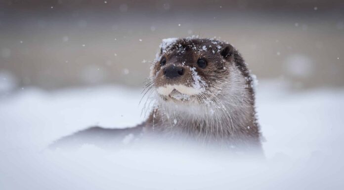 Scopri 10 animali che vivono e prosperano al freddo
