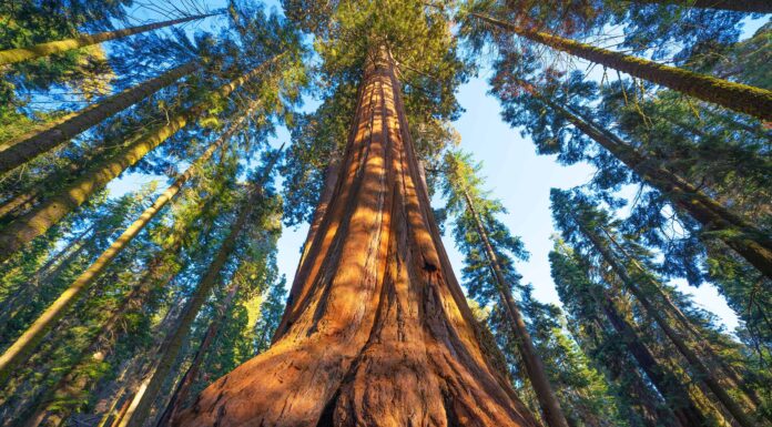 Qual è l'albero di sequoia più grande?
