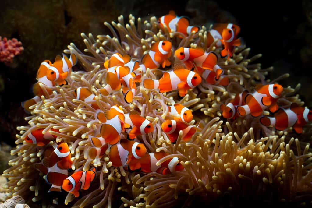 Simpatico pesce anemone che gioca sulla barriera corallina.
