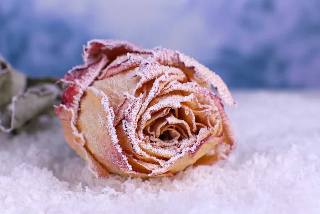 Rosa secca ricoperta di brina sulla neve