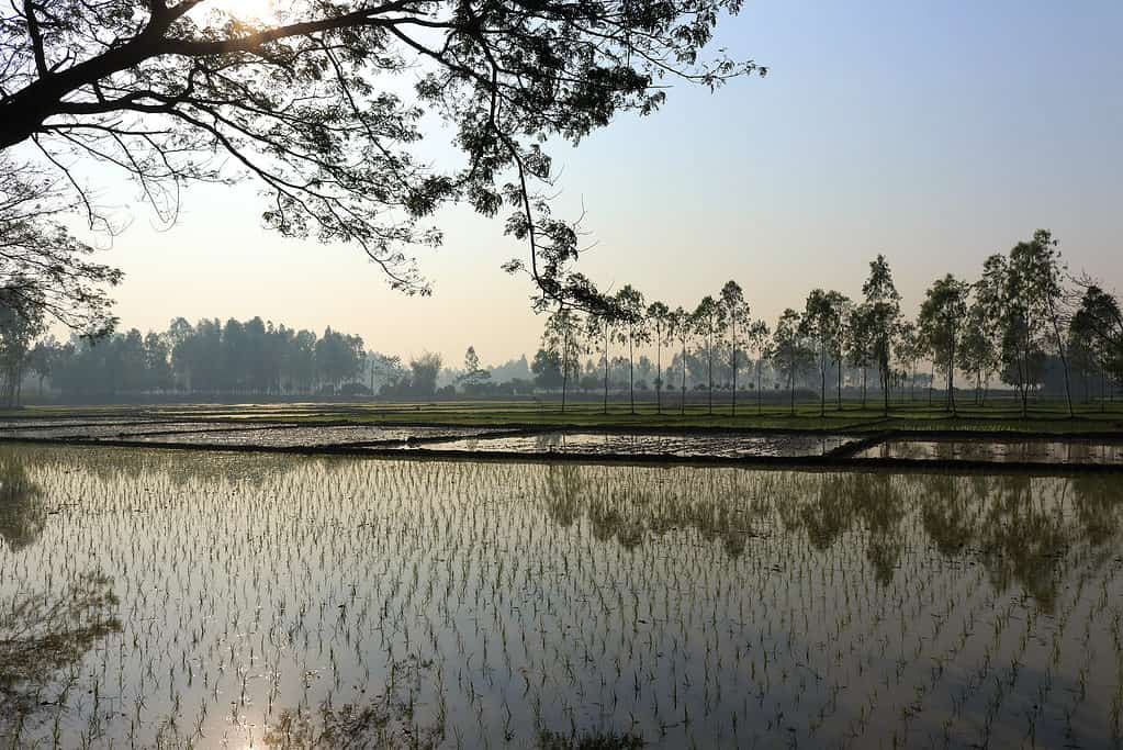 Scenario di risaie allagate in Bangladesh
