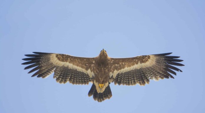Aquila delle steppe: incontra l'uccello nazionale dell'Egitto
