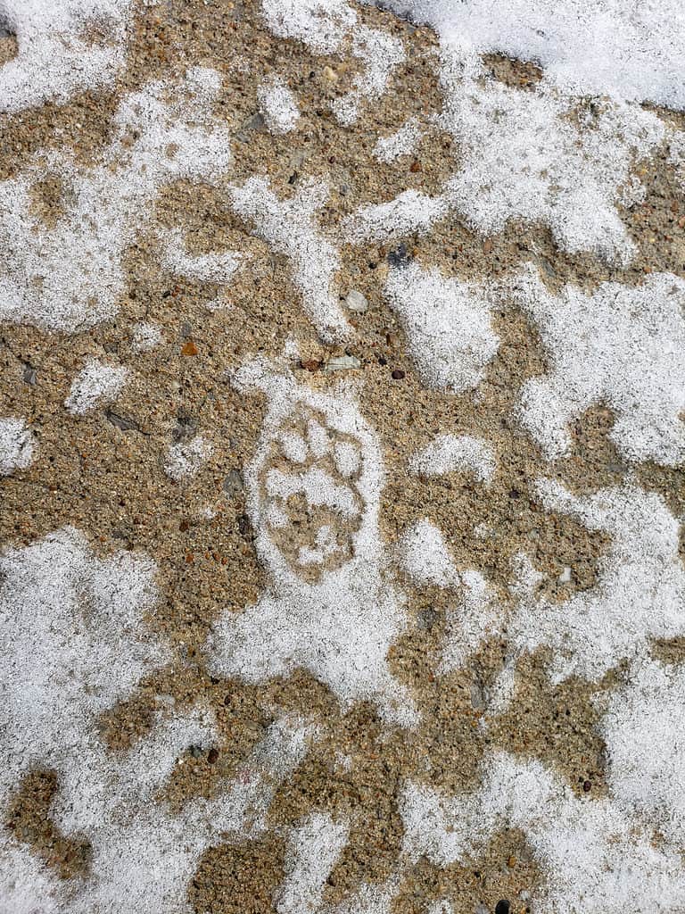 Una pista puzzola nella neve sul marciapiede