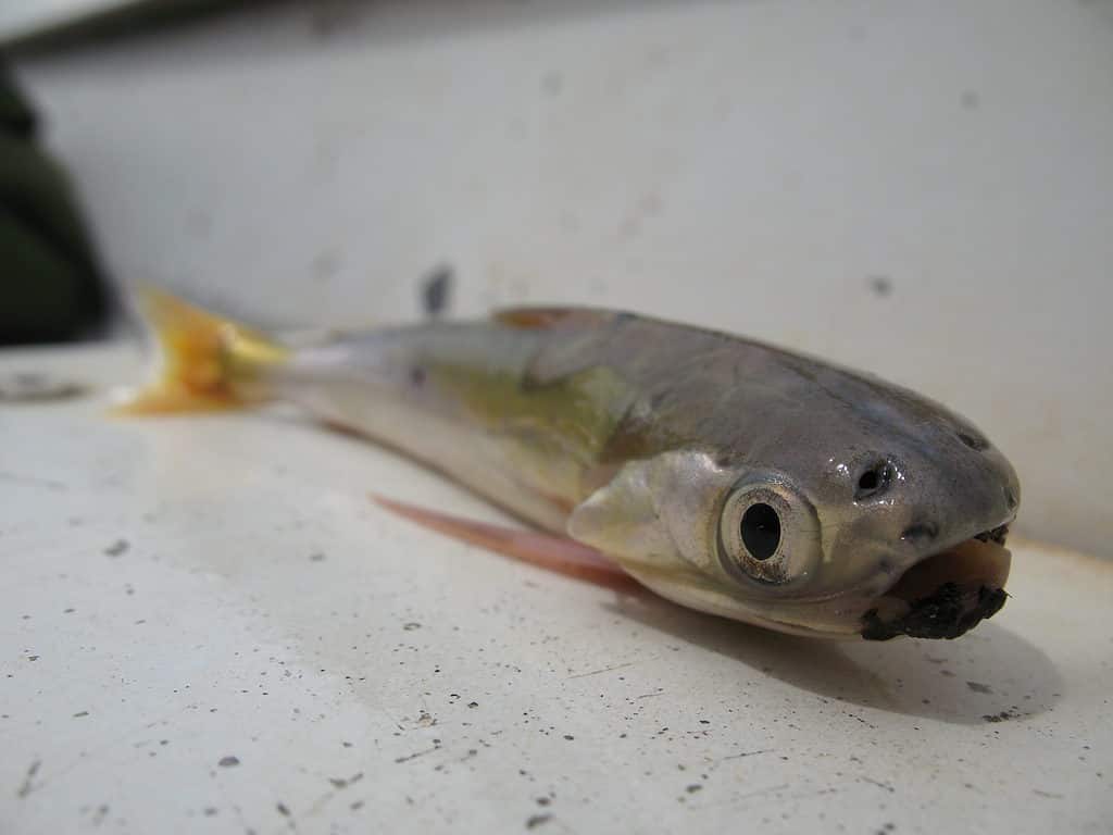 Candiru