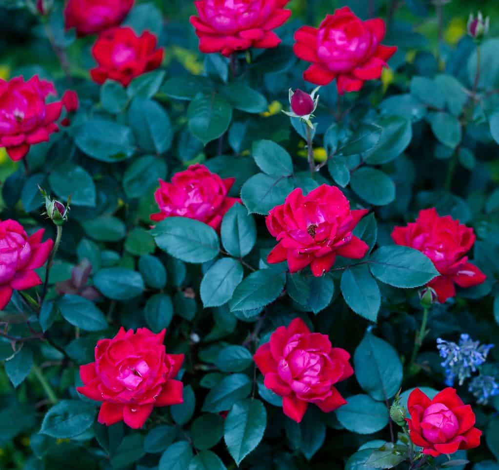 Le rose Knock Out sono perfette per i giardini del Midwest negli Stati Uniti
