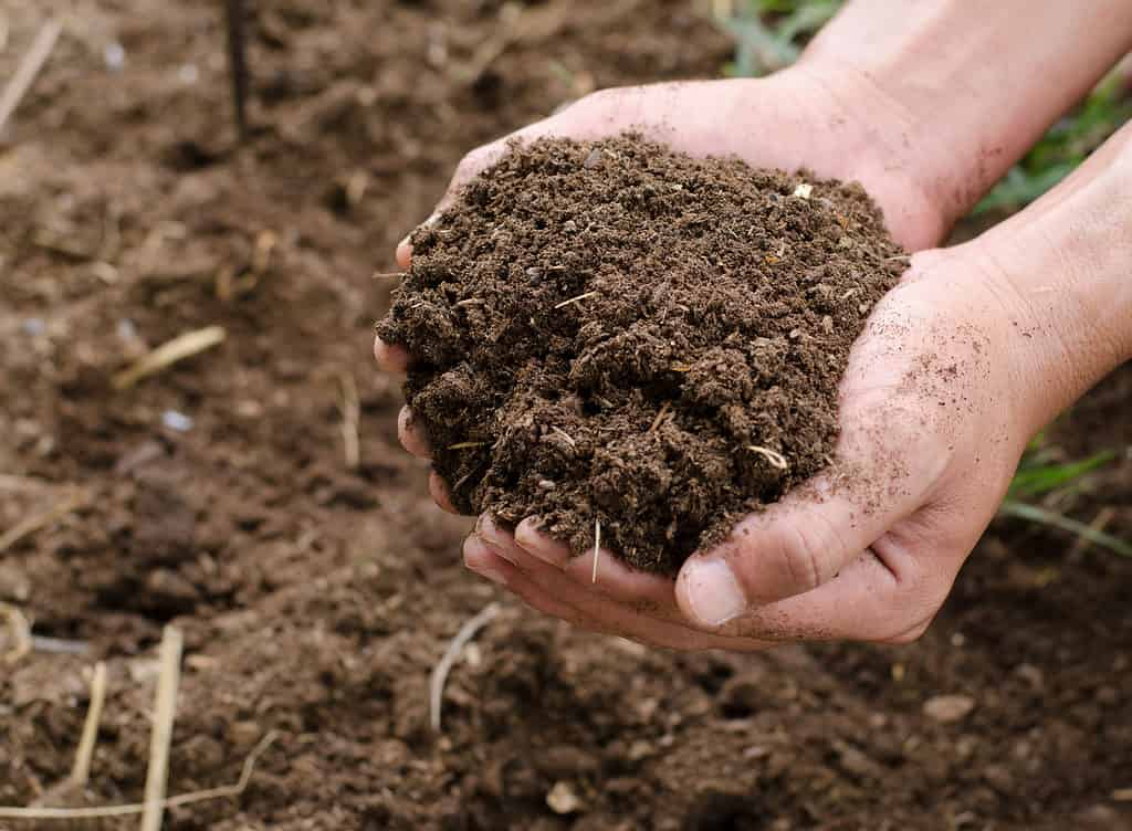 Terreno di compost, fertilizzante organico per piante a portata di mano per la piantagione