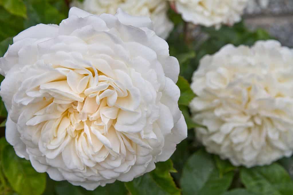 Inglese Arbusto Rose Tranquility allevato da David Austin.  Grande rosa bianca