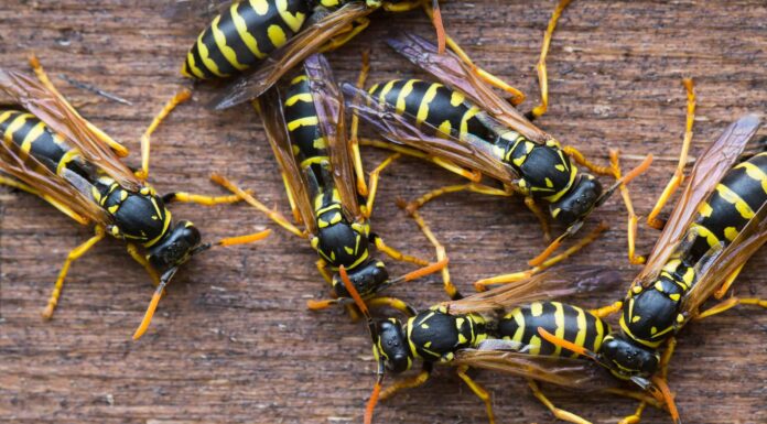 Come uccidere e sbarazzarsi istantaneamente delle vespe: istruzioni dettagliate
