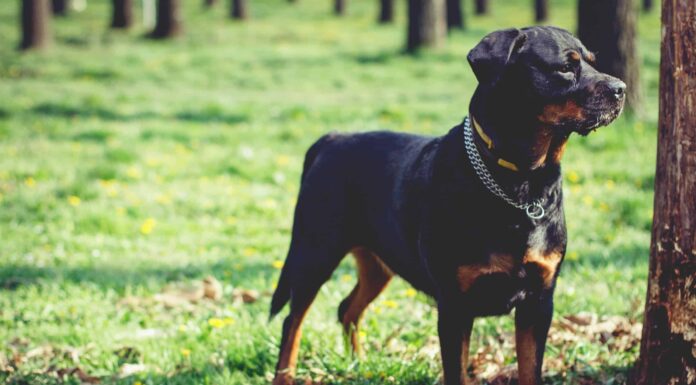 15 migliori razze di cani tedeschi con immagini
