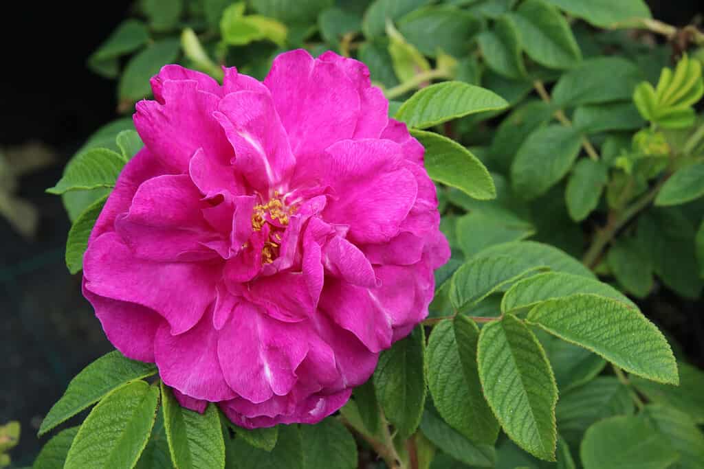Rosa rugosa ibrida di cultivar in fiore (Rosa rugosa 'Hansa') nel giardino estivo