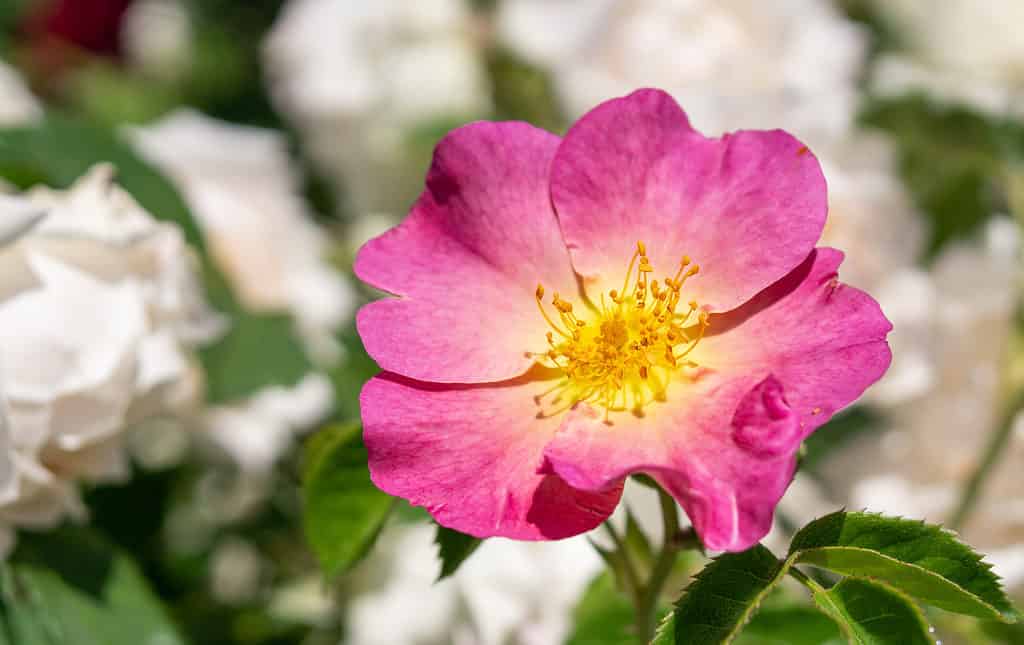 Primo piano di Rosa dei boschi in fiore rosa (Mountain Rose, Western Rose) Il nome scientifico è Rosa Woodsii
