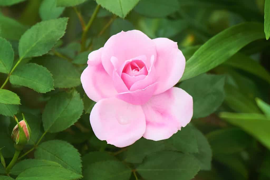 Arbusto di varietà di rose canadesi rosa Prairie Joy che fiorisce nel giardino estivo.