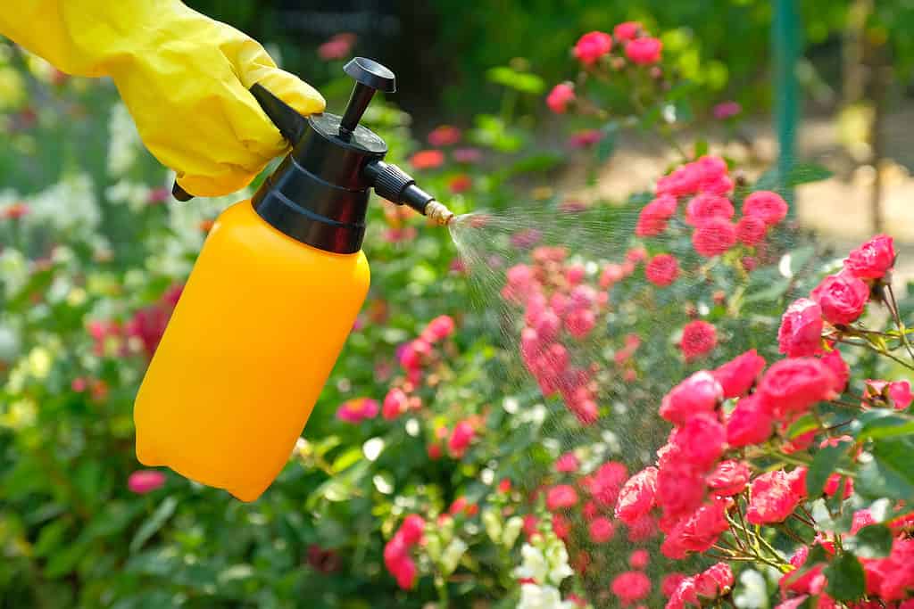 Mano femminile che tiene il flacone spray da giardino con pesticidi e liquido spruzzante su rose in fiore