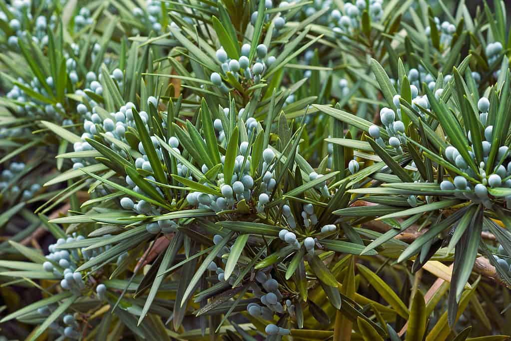 Podocarpus macrophyllus