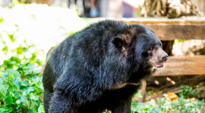 Wild Video cattura un orso nero che frusta i nunchaku come un maestro ninja

