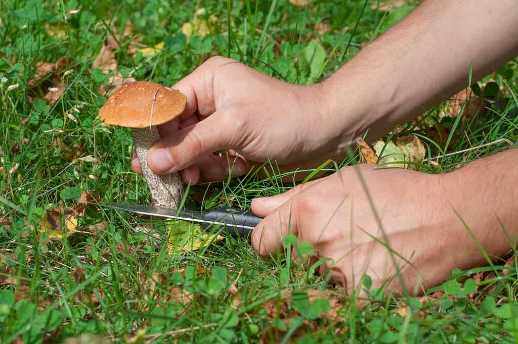 Coltello per tagliare i funghi durante il foraggiamento