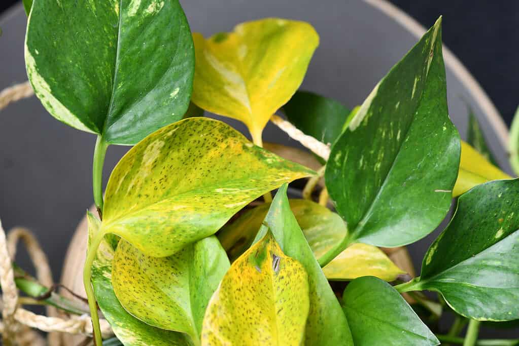 Pianta d'appartamento Golden Pothos con foglie ingiallite