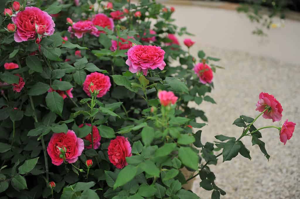 Arbusto rosa intenso Rosa inglese (Rosa) Gabriel Oak fiorisce in una mostra a maggio