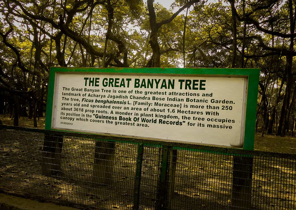 cartello del Grande ALBERO DI BANYAN a Calcutta, nel Bengala Occidentale