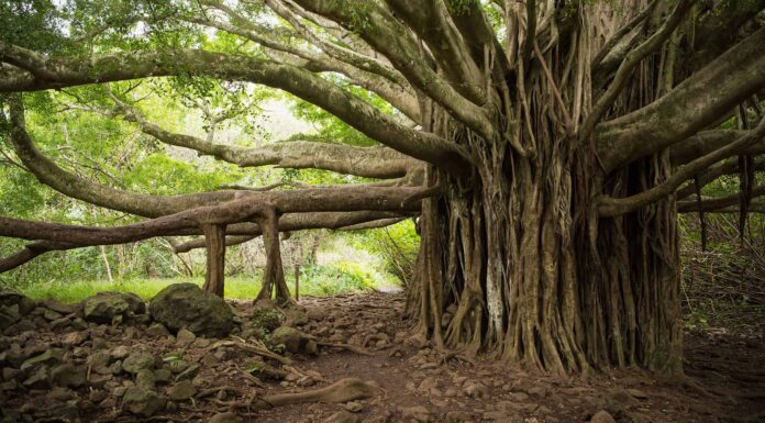 Quanto è grande l'albero di banyan più grande del mondo?
