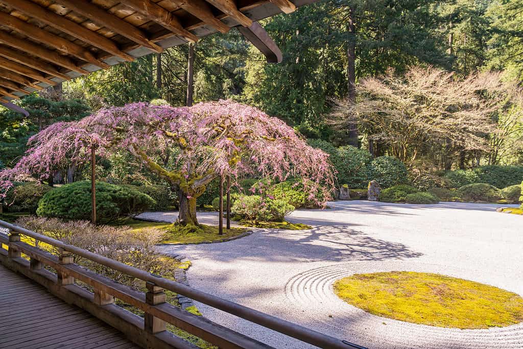 Fiori di ciliegio al giardino giapponese di Portland