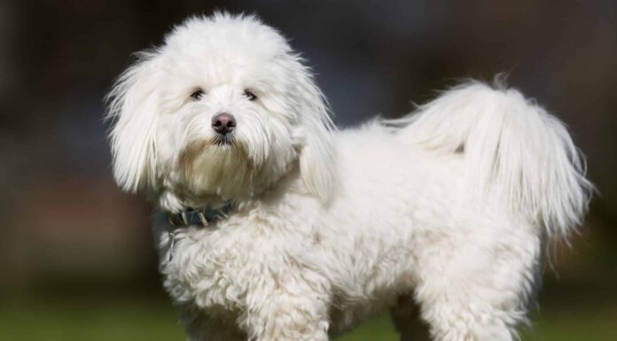 I migliori tipi di razze di cani domestici
