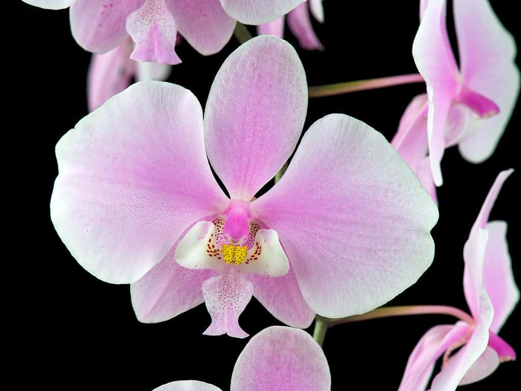 Orchidea di falena di Schiller, Phalaenopsis schilleriana