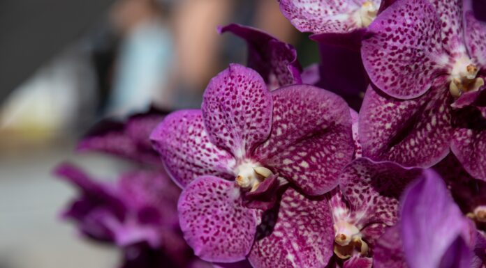 4 tipi di orchidee variegate
