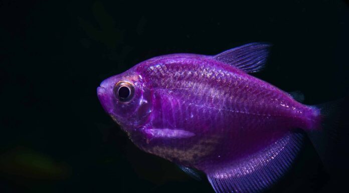 7 pesci viola d'acqua dolce per ravvivare il tuo acquario
