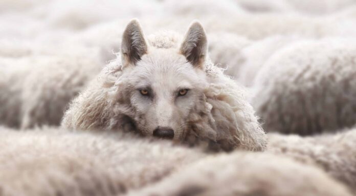 Un lupo travestito da agnello: significato e origine rivelati
