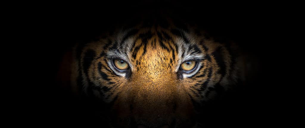 Foto ravvicinata di un occhio di tigre su sfondo nero