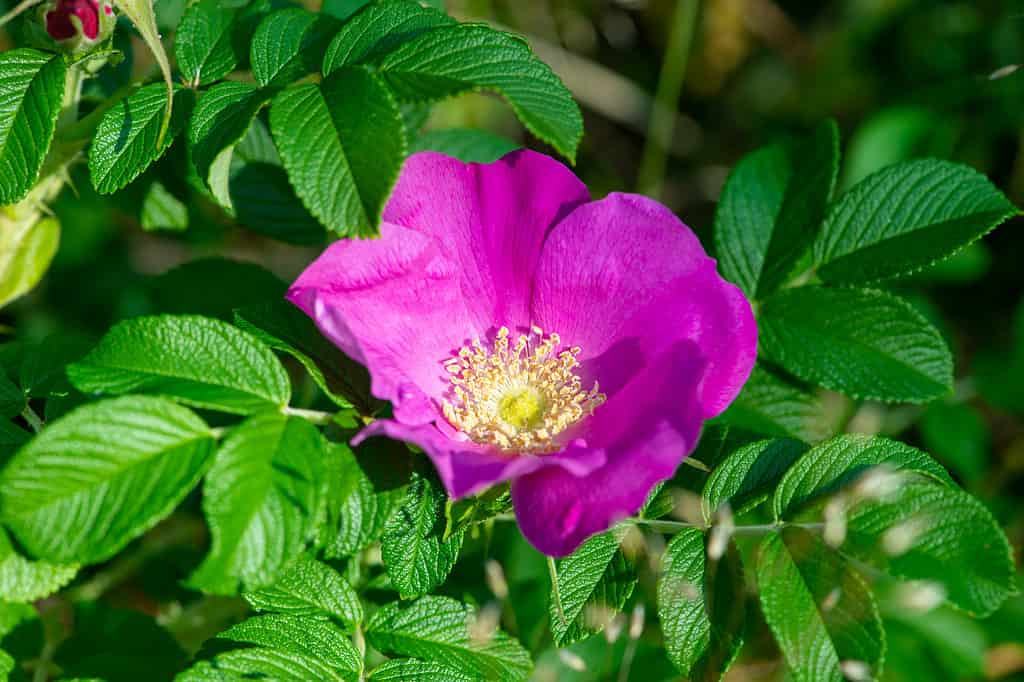 La Rugosa Rose è una delle rose più resistenti oggi disponibili.